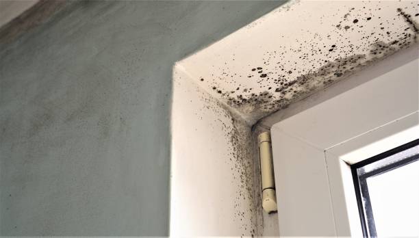 Best Forensic Mold Investigation  in Lechee, AZ