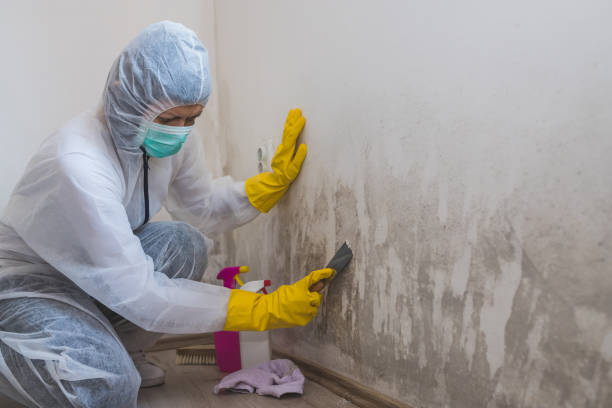 Best Real Estate Mold Inspection  in Lechee, AZ