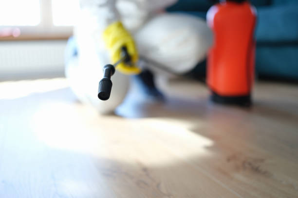 Professional Mold Removal in Lechee, AZ