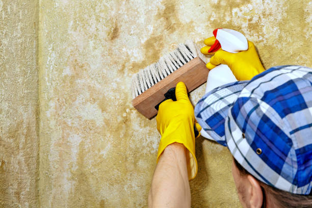 Best Dehumidification Services  in Lechee, AZ