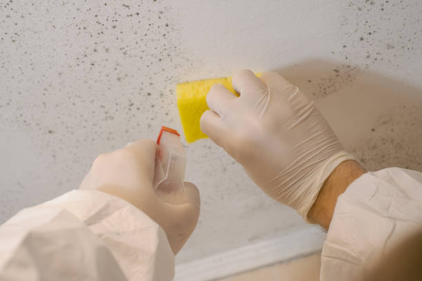 Best Crawl Space Mold Remediation  in Lechee, AZ