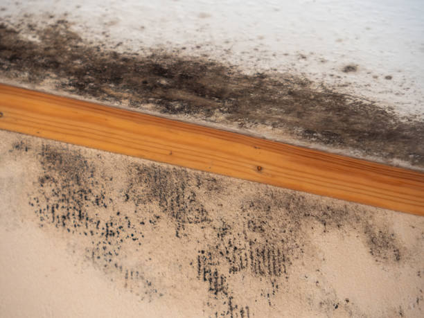 Best Biohazard Mold Removal  in Lechee, AZ