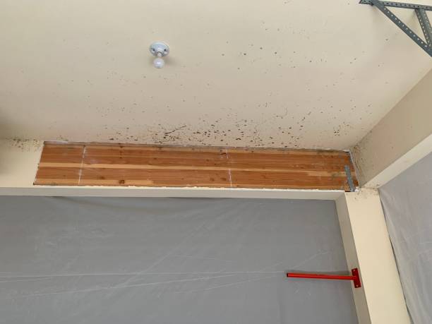 Best Mold-Related Health Consultation  in Lechee, AZ
