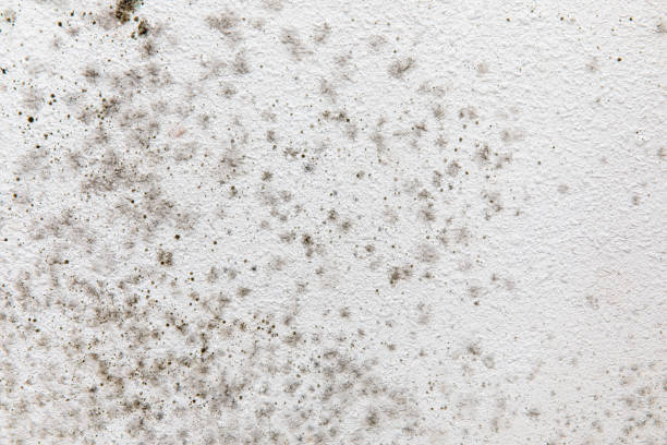 Mold Remediation for Vacation Homes in Lechee, AZ