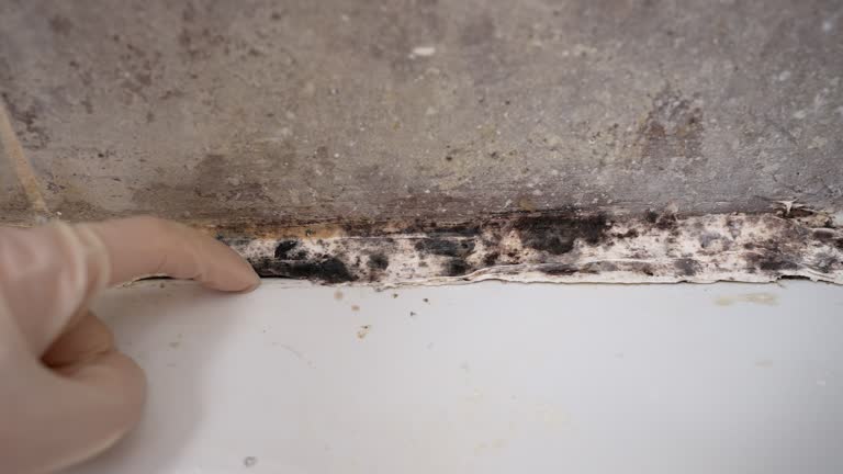 Best Industrial Mold Remediation  in Lechee, AZ