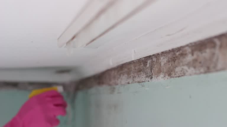 Best Airborne Mold Testing  in Lechee, AZ